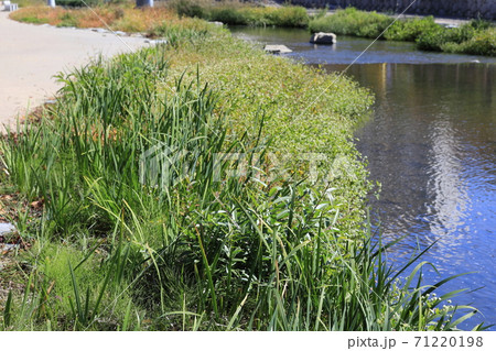 秋 流れる 小川 71220198