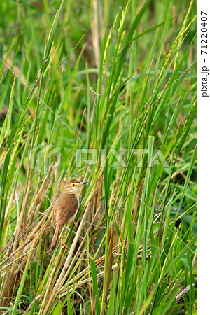 white-browed wren-warbler bird in a paddy field among the green reed plants white-browed wren-warbler bird in a paddy field among the green reed plants 71220407