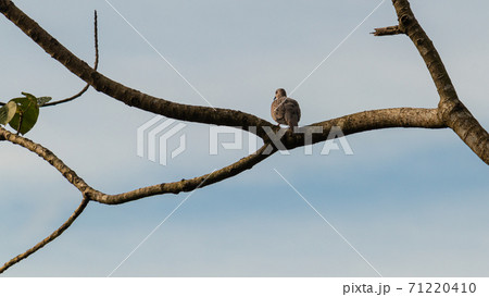 A spotted dove perched in a branch evening set for the night sleep. 71220410