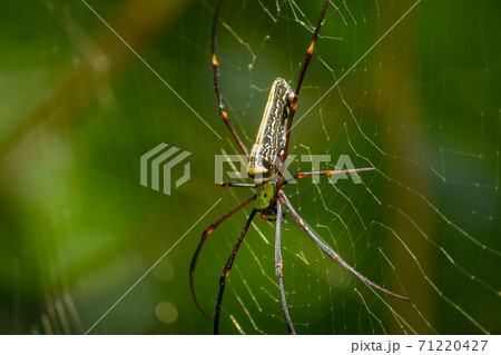 Red-Legged Golden Orb Spider Close up, sunlight hitting on its body, forest background. 71220427