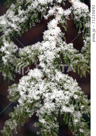 Top view of a green spruce branch with snow. Selective focus. Top view of a green spruce branch with snow. Selective focus. 71220692