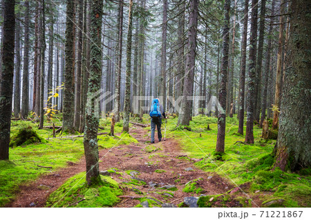 Hike in the forest Hike in the forest 71221867