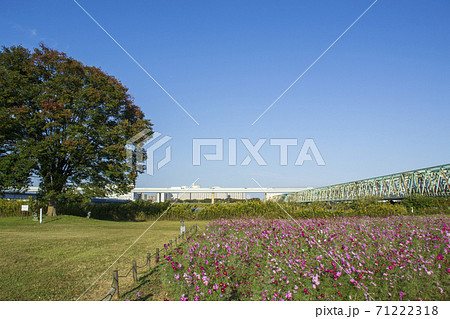 小松川運動公園の風景とコスモス畑 小松川運動公園の風景とコスモス畑 71222318