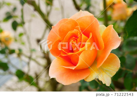 美しく咲いたブラスバンドという名のバラのクローズアップの写真素材