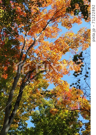 日光　紅葉 71222892