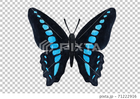 蝶々 蝶々 71222916