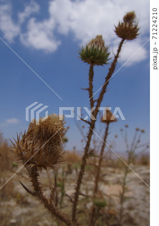 【ヨルダン】イルビッド、ウンムカイス遺跡の外れの枯れ草 71224210