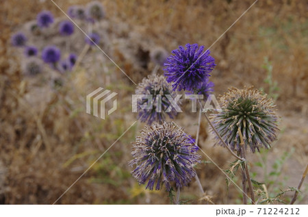 【ヨルダン】イルビッド、ウンムカイス遺跡の外れの枯れ草 71224212