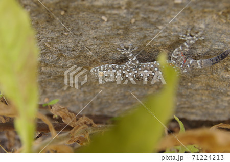 【ヨルダン】イルビッド、ウンムカイス遺跡の外れの岩にへばりつく灰色まだら模様のトカゲ 【ヨルダン】イルビッド、ウンムカイス遺跡の外れの岩にへばりつく灰色まだら模様のトカゲ 71224213