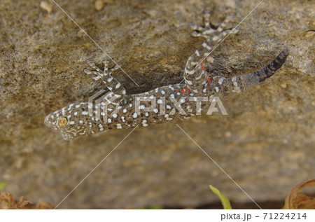 【ヨルダン】イルビッド、ウンムカイス遺跡の外れの岩にへばりつく灰色まだら模様のトカゲ 71224214