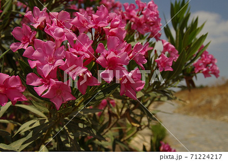 ヨルダン イルビッド ウンムカイス遺跡の外れに咲く濃いピンク色の花の写真素材
