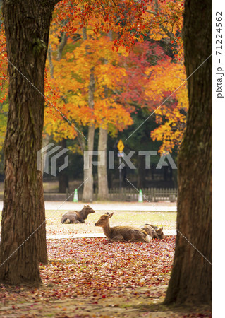 奈良県奈良市の奈良公園の紅葉の落ち葉の上に座る鹿 71224562