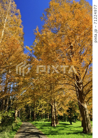 水元公園の紅葉するメタセコイアの森 71224977