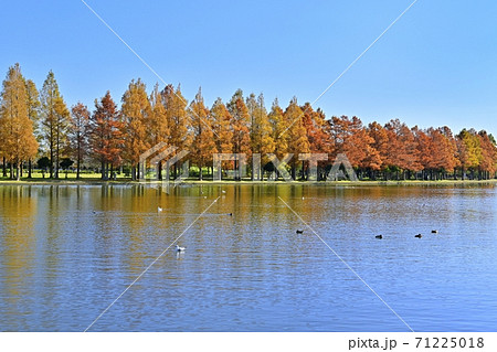 水元公園の小合溜とみさと公園の紅葉するメタセコイアの林 71225018