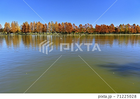 水元公園の小合溜とみさと公園の紅葉するメタセコイアの林 水元公園の小合溜とみさと公園の紅葉するメタセコイアの林 71225028