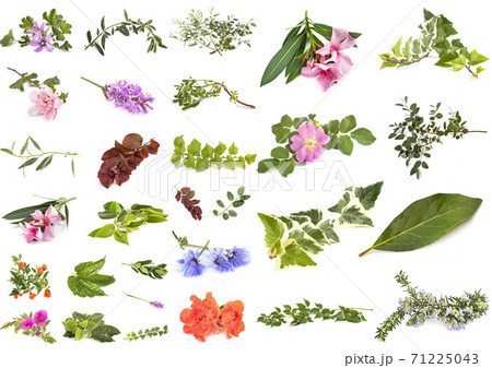 leaf and flowers 71225043