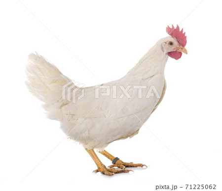 Leghorn chicken in studio 71225062