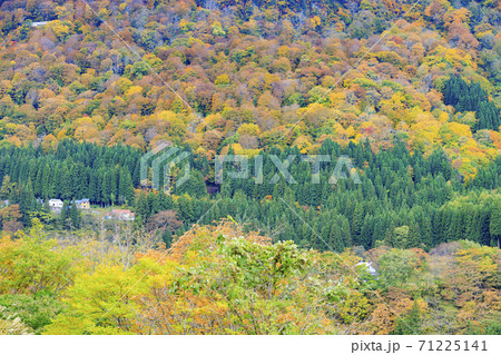 秘境 秋山郷の紅葉 秘境 秋山郷の紅葉 71225141