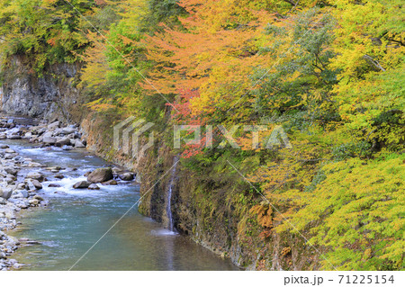 秘境　秋山郷の紅葉 71225154