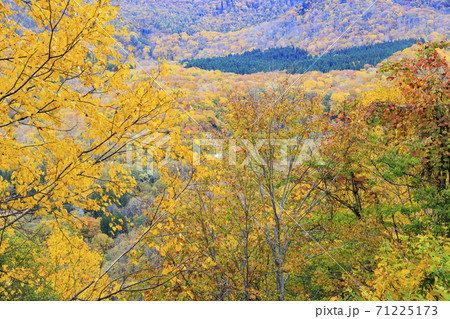 秘境 秋山郷の紅葉 秘境 秋山郷の紅葉 71225173