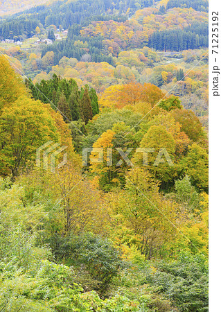 秘境 秋山郷の紅葉 秘境 秋山郷の紅葉 71225192