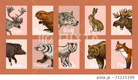 Wild animals banners in vintage style. Forest Deer Beaver Elk Wolf Bear Fox Marten Badger Boar Hare 71225399