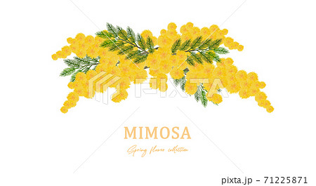 ミモザの水彩イラストのイラスト素材