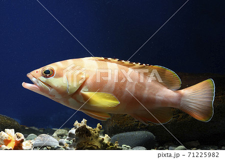 アカハタ ハタ アカハタ ハタ 71225982