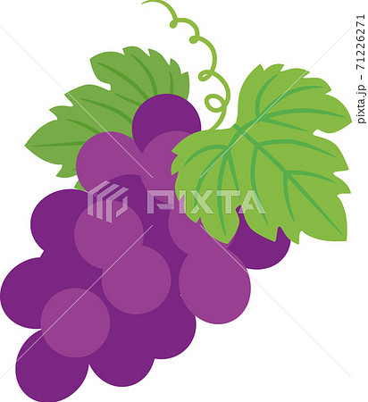 巨峰 巨峰 71226271