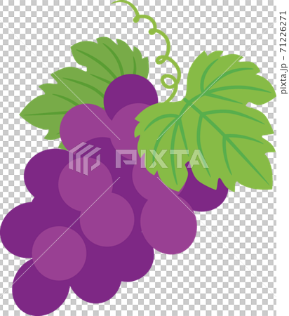 巨峰 巨峰 71226271