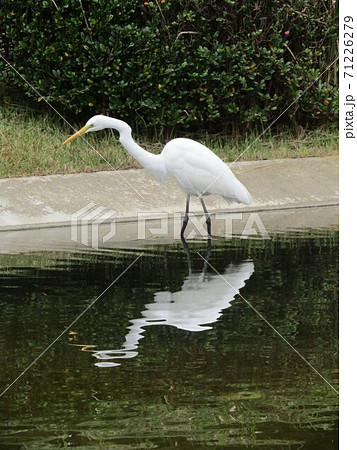 稲毛海浜公園の池に水影を落とす白い大きいサギダイサギ 71226279