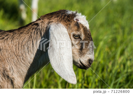 south african boer goat doeling portrait on nature 71226800
