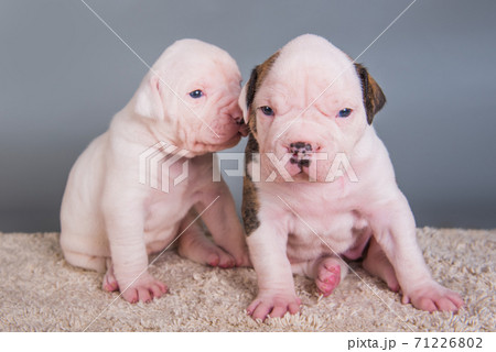 Two funny American Bulldog puppies dogs on gray 71226802