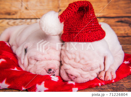 Two Funny American Bulldog puppies dogs santa hat 71226804