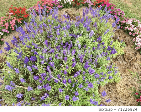 Field of Purple lavender flower, Close up bouquet shot background 71226824