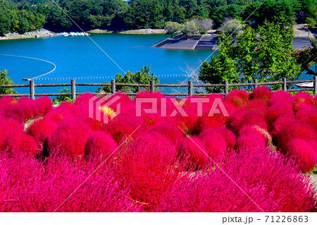 青い湖面とレッドコキア 71226863