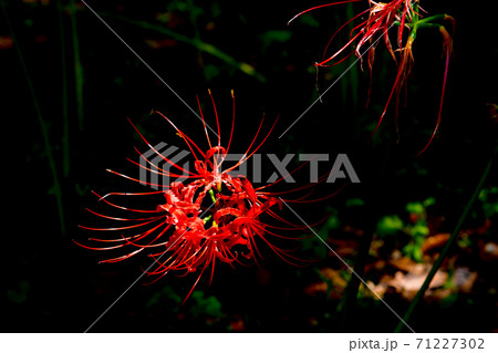 薄闇に浮かぶ彼岸花 薄闇に浮かぶ彼岸花 71227302