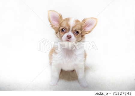飼い主を見つめる子犬のチワワ 71227542