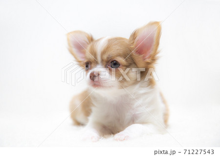 リラックスする子犬のチワワ 71227543