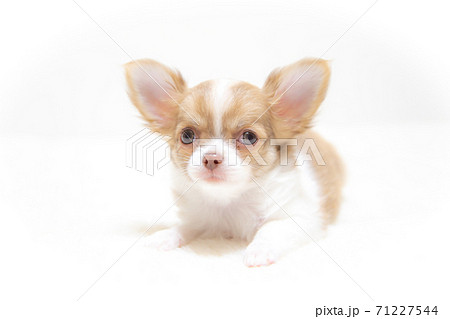 ふせをする子犬のチワワ 71227544