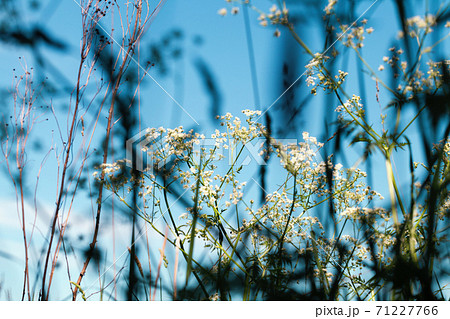 Abstract natural background with umbrella grass Abstract natural background with umbrella grass 71227766