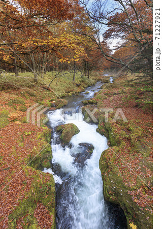 奥日光にある石楠花橋から見た早朝の湯川沿いの紅葉の写真素材