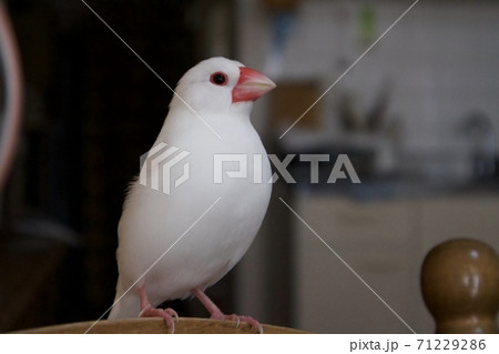 かわいいペットの白文鳥の写真素材