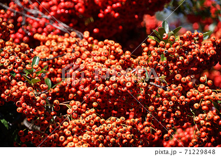 ピラカンサ 71229848