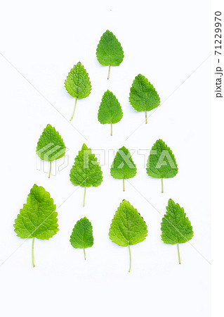 Melissa lemon balm fresh leaves on white. Melissa lemon balm fresh leaves on white. 71229970
