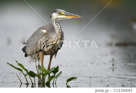 Grey heron (Ardea cinerea) 71230095