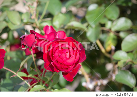 赤色薔薇の花。秋に咲く薔薇。 赤色薔薇の花。秋に咲く薔薇。 71230473
