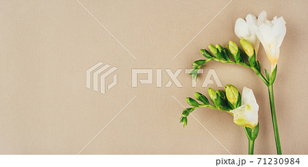 Floral background. Freesia flowers on a beige background. 71230984