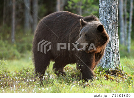 Wild brown bear (Ursus arctos) 71231330