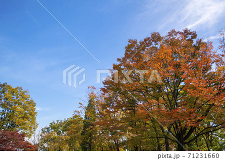 秋 紅葉 葉っぱ 71231660